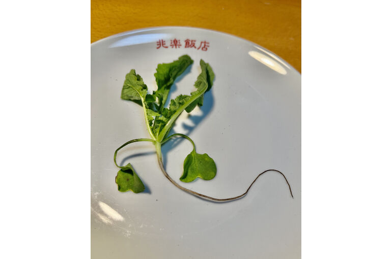 野菜の掃除