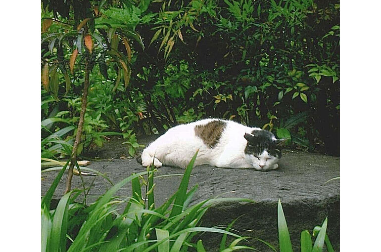 猫