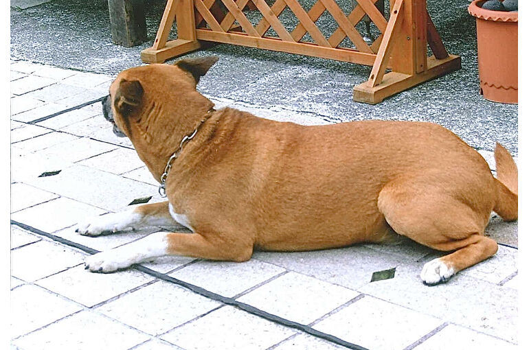 犬