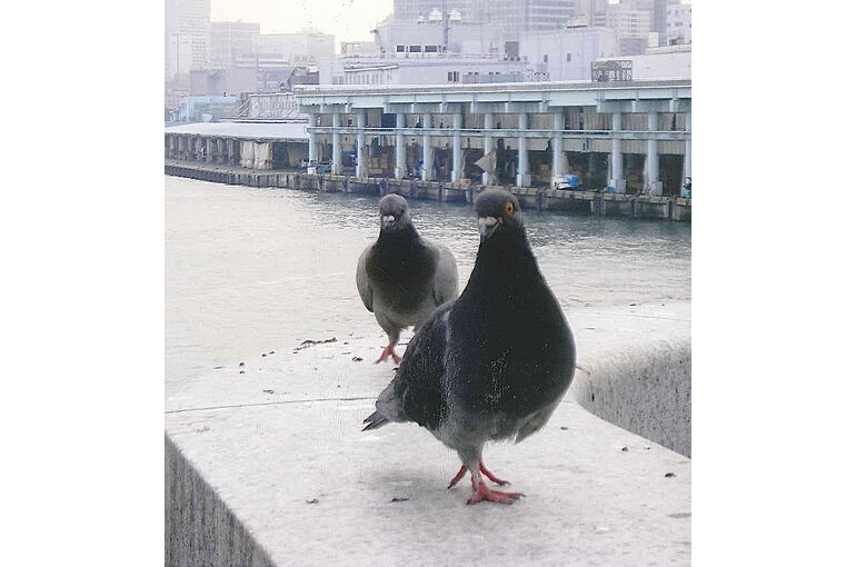 ハト