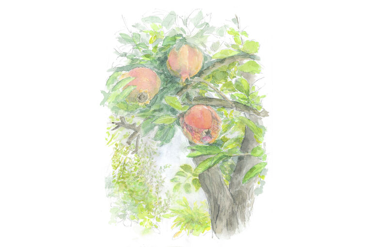 柘榴の描き方